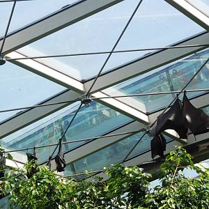 Fruit Bats at Vienna, 16/06/13