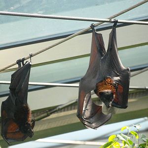 Fruit Bats at Vienna, 16/06/13