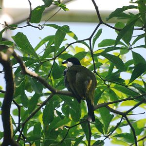 Scaly-breasted Bulbul at Vienna, 16/06/13