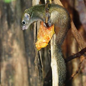 Mountain Tree Shrew at Vienna, 16/06/13