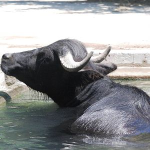 Domestic Water Buffalo at Vienna, 16/06/13
