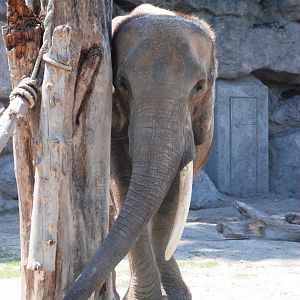African Elephant at Vienna, 16/06/13
