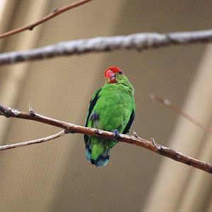 Black-winged Lovebird at Vienna, 16/06/13