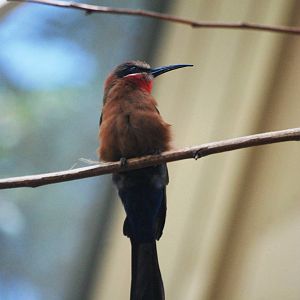 White-fronted Bee-eater at Vienna, 16/06/13