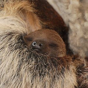 Linne's Two-toed Sloth Youngster at Vienna, 16/06/13