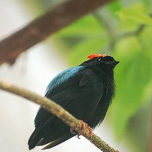 Blue-backed Manakin at Vienna, 16/06/13