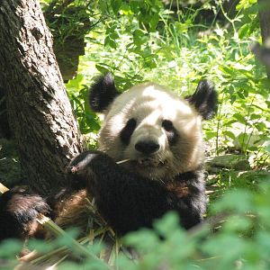 Giant Panda at Vienna, 16/06/13