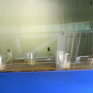 Future naked mole rat exhibit