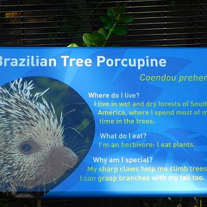 New animal for the Children's Zoo