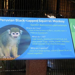 Squirrel monkeys moved from Kiwi Trail