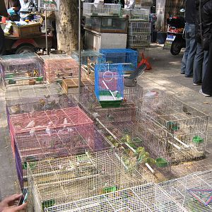 Bird Market, Xian