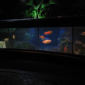 Asian arowana tank