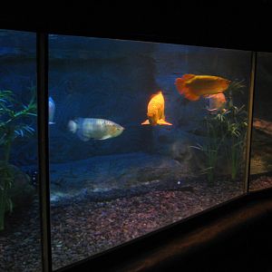 Asian arowana tank