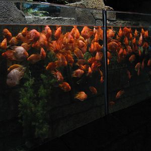 red parrot cichlids