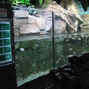 tropical tanks