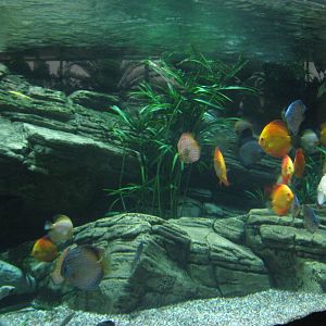 discus (Symphysodon)