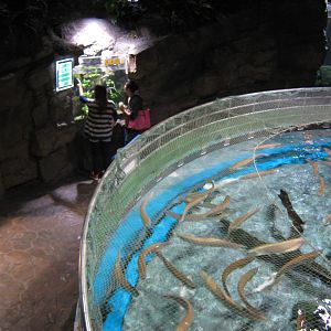 silver arowana (Osteoglossum bicirrhosum)