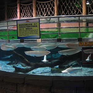 silver arowana (Osteoglossum bicirrhosum)