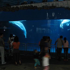 belugas (Delphinapterus leucas)