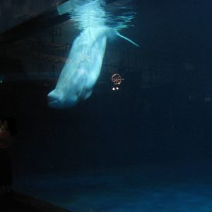 belugas (Delphinapterus leucas)