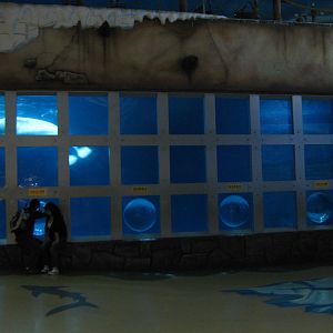 belugas (Delphinapterus leucas)