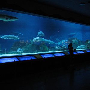Chinese sturgeon (Acipenser sinensis) tank