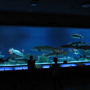 Chinese sturgeon (Acipenser sinensis) tank