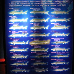 Chinese sturgeon (Acipenser sinensis) tank