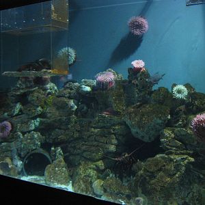 marine invertebrate tank