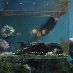 marine invertebrate tank