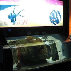 Bangaii cardinalfish (Pterapogon kauderni) tank