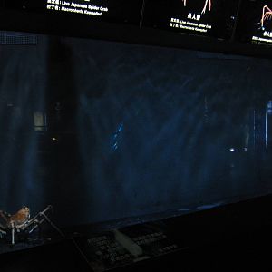 Japanese spider crabs (Macrocheira kaempferi)