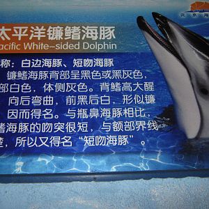 dolphin signage