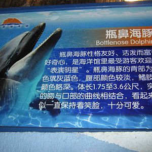 dolphin signage