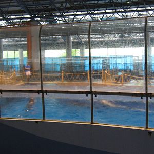 dolphin pools