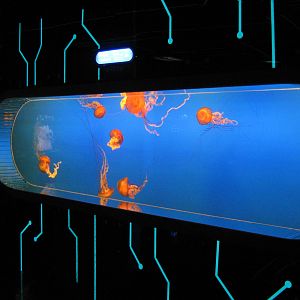 Pacific sea nettle (Chrysaora fuscescens)