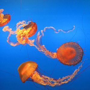 Pacific sea nettle (Chrysaora fuscescens)