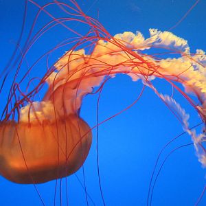Pacific sea nettle (Chrysaora fuscescens)