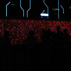 a whole lot of jellyfish!!