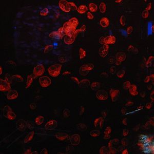 a whole lot of jellyfish!!