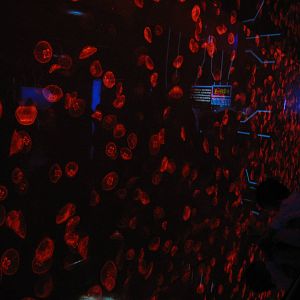 a whole lot of jellyfish!!