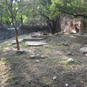 African lion enclosure