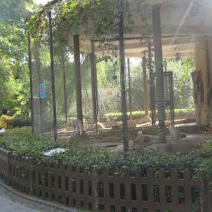 Arctic foxes (Alopex lagopus)