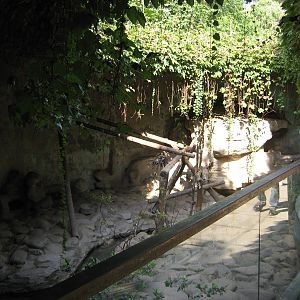 common raccoons (Procyon lotor)