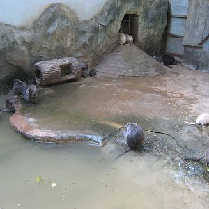 coypu (Myocastor coypus) enclosure