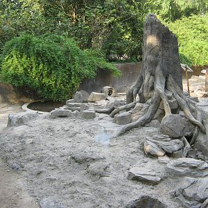 crested porcupine enclosure