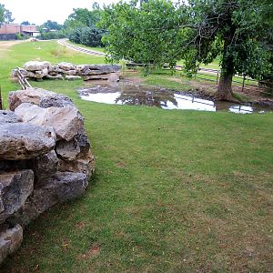 Aldabra Tortoise (Aldabrachelys gigantea) Exhibit