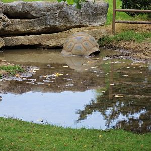 Aldabra Tortoise (Aldabrachelys gigantea) Exhibit