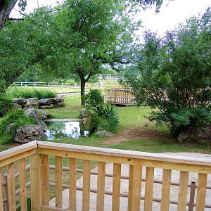 Aldabra Tortoise (Aldabrachelys gigantea) Exhibit
