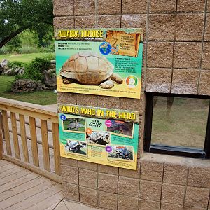 Aldabra Tortoise (Aldabrachelys gigantea) Exhibit